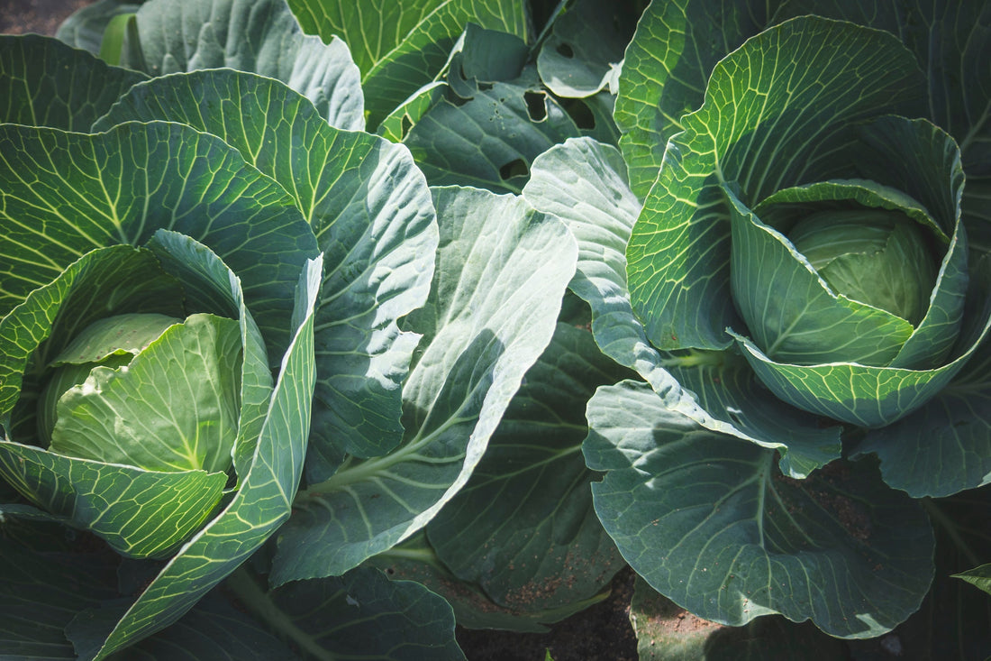 Tubby’s Jamaican-Inspired Stewed Cabbage
